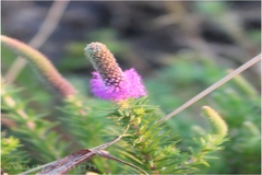 Dysophylla tomentosa